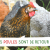 Visuel video Les poules sont de retour !